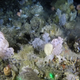 Image from benthic sled. Coral garden habitat with a high diversity of animals including sponges, anemones, and feather stars